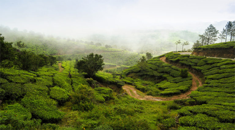 Reasons why people love Munnar – Welcome to Traveling To World: The ...